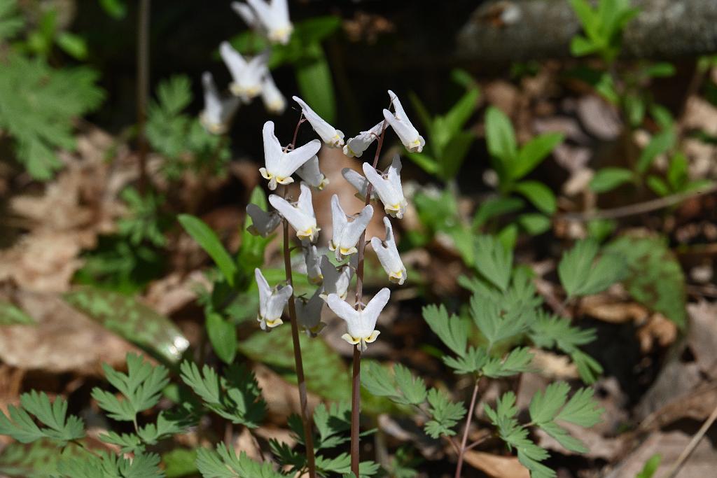 2025-04246538 Acton Arboretum, MA.JPG - Dutchman's Breeches. Acton Arboretum, MA, 4-24-2025